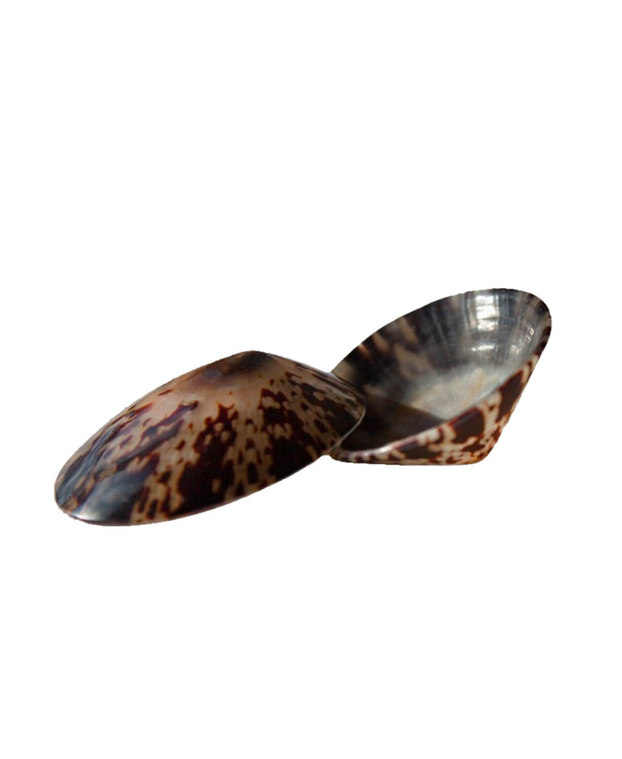 Bébé Nacre Breastfeeding Shells | Postpartum Breastfeeding Essentials